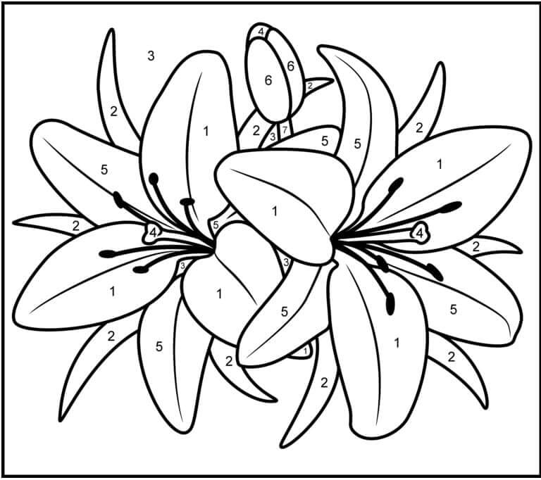 Lily Flower Color By Number