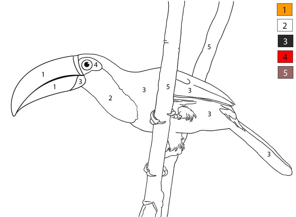 Toco Toucan Color By Number