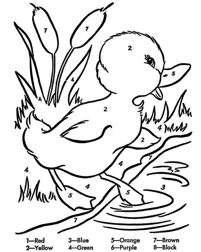 Duck Color By Number