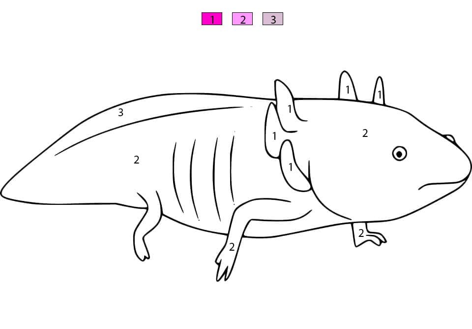 Axolotl For Kids Color By Number