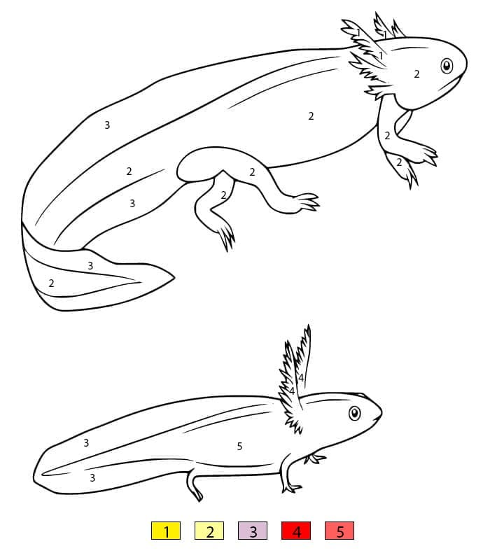 Big and Small Axolotl Color By Number