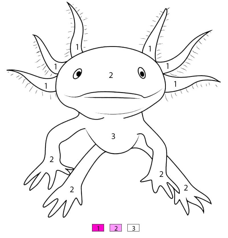 Drawing of Axolotl Color By Number