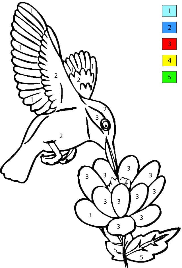 Hummingbird Free Color By Number