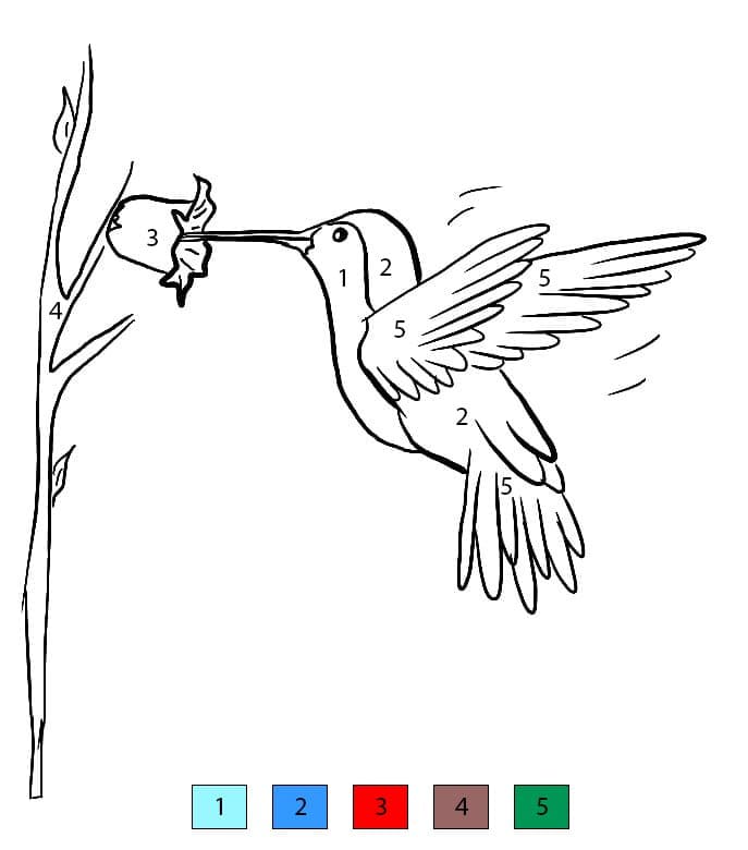 Hummingbird Free For Kids Color By Number