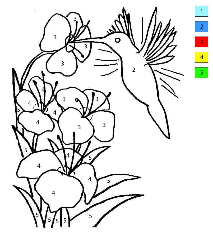 Hummingbird Printable Color By Number