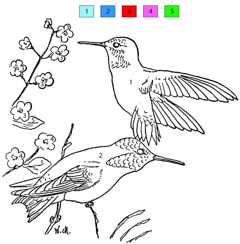 Two Hummingbirds Color By Number